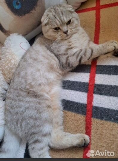 Шотландская