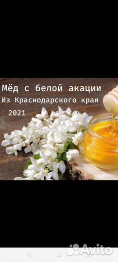 Акация белая гледичия крупномер