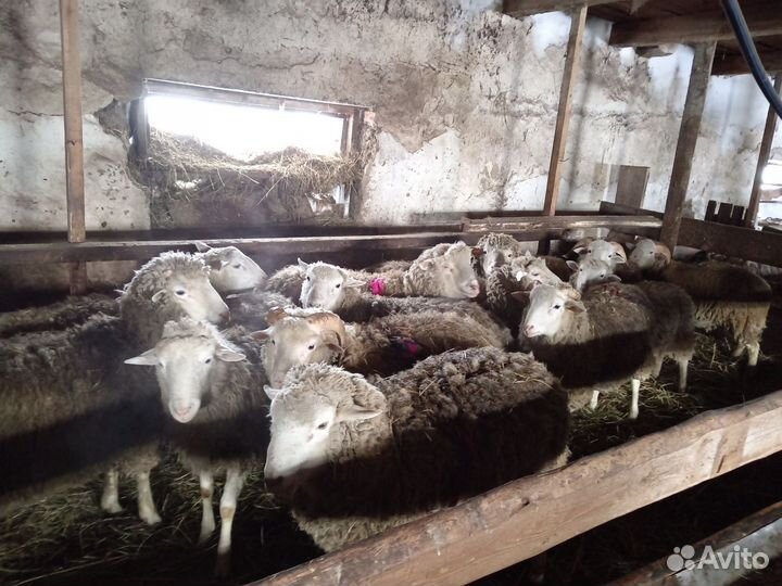 Баран производитель