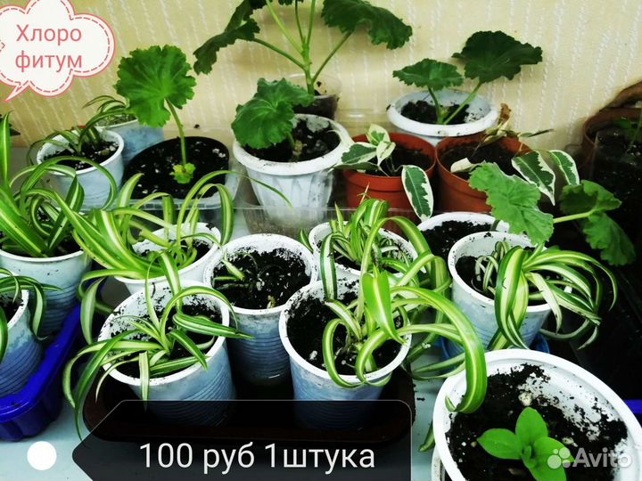 Хлорофитум кудрявый