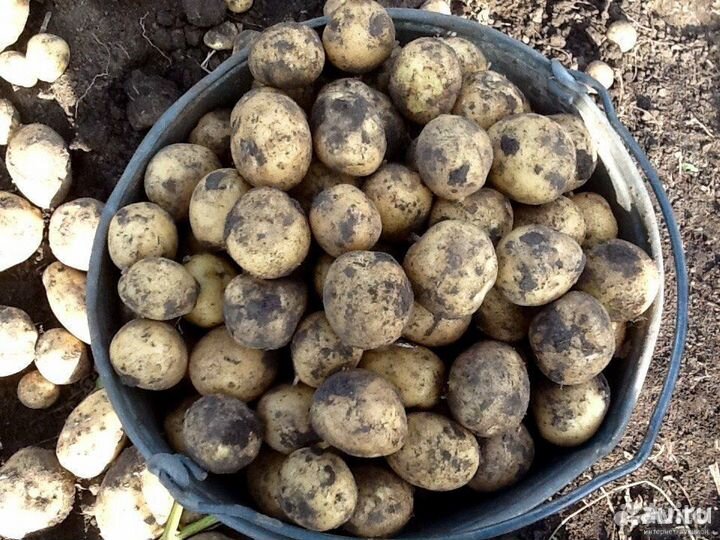 Картофель мелкий