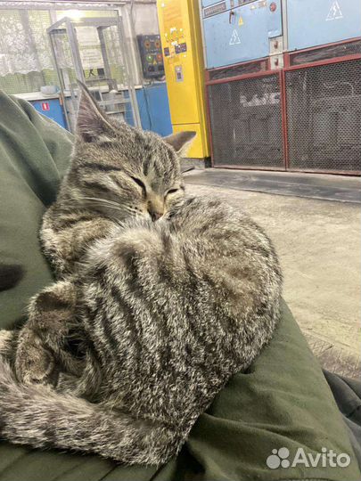 Котёнок