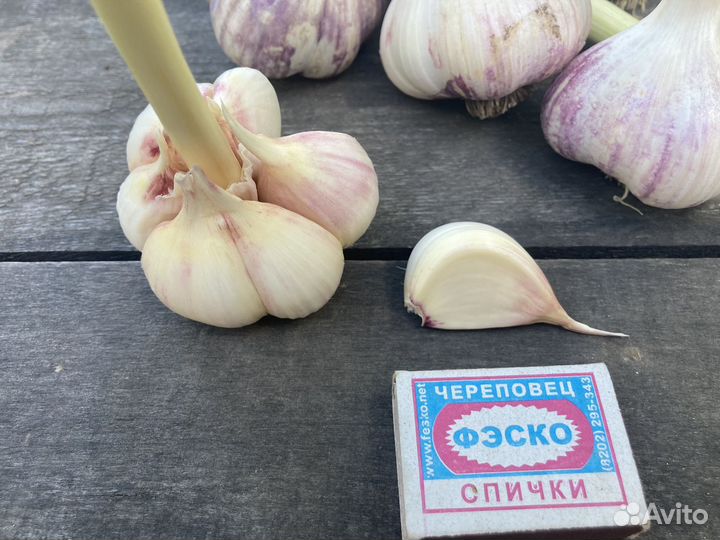 Чеснок на семена