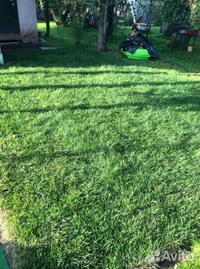 Рулонный газон 