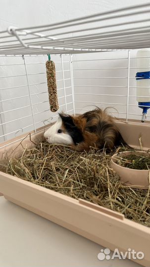 Морская свинка