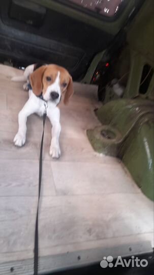 Собака бигль