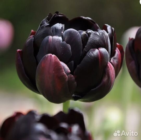 Черные тюльпаны Блэк Хироу и Блэк Пэррот