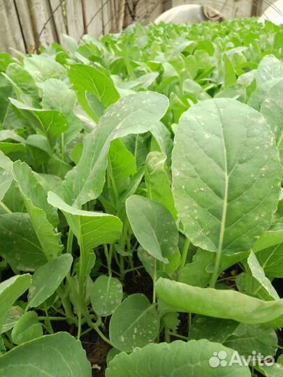 Рассада капусты, ранняя