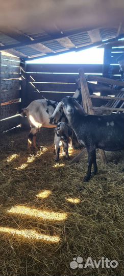 Коза дойная