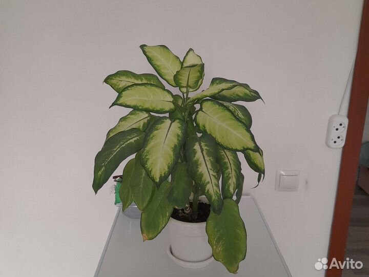 Диффенбахия