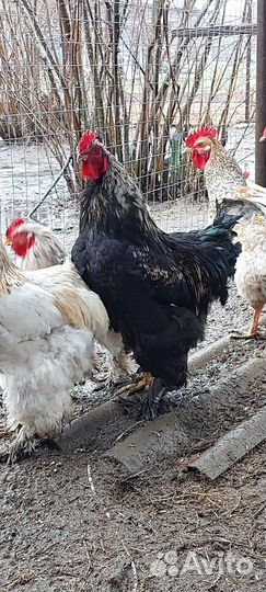 Петухи брама