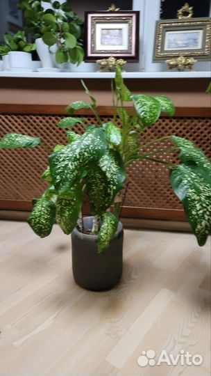 Диффенбахия