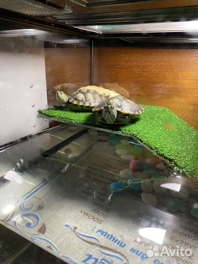 Красноухая черепаха с аквариумом