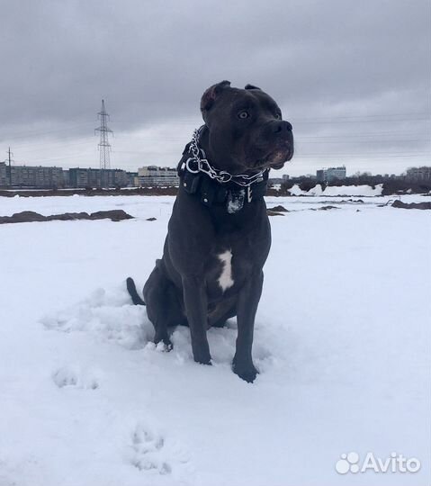 Питбультерьер