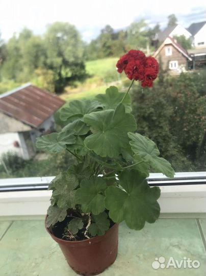 Пеларгония герань