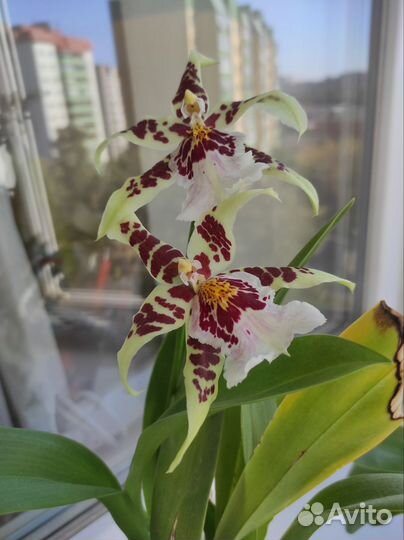 Орхидея камбрия