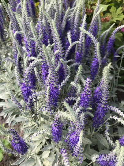 Многолетники. Многолетние растения для сада