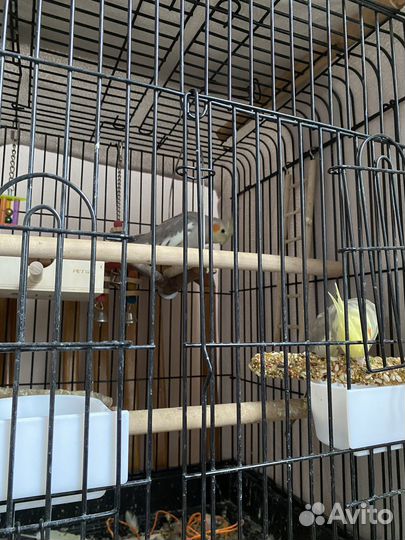 Попугай корелла с клеткой