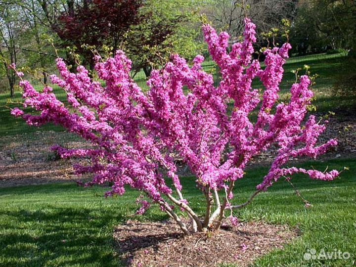 Церцис семена