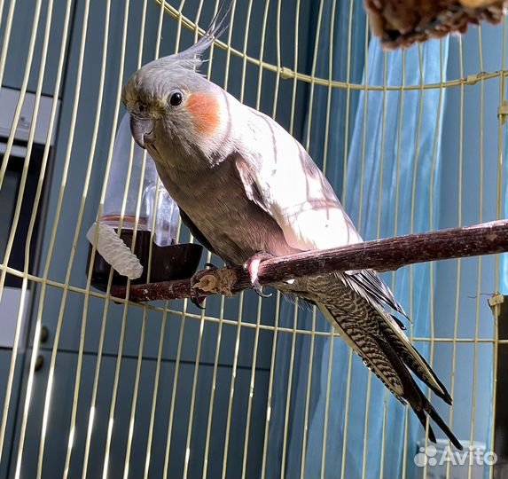 Попугай корелла девочка