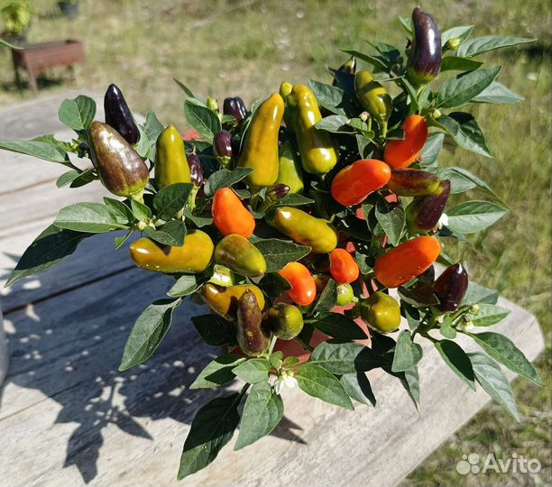 Перец острый Фокста, Хабанеро и др