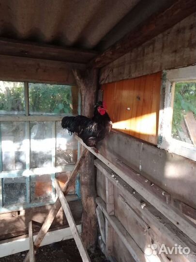 Карликовые куры