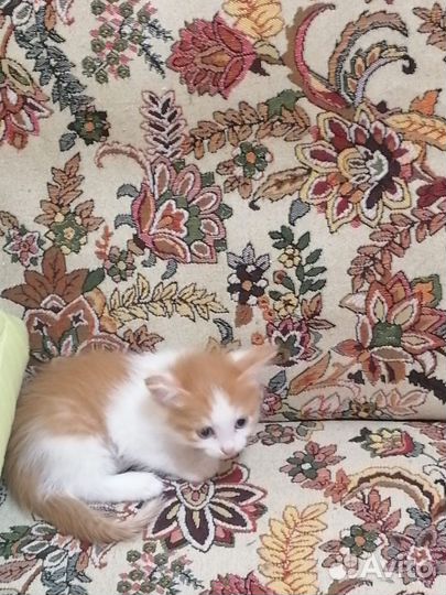 Кошка в дар