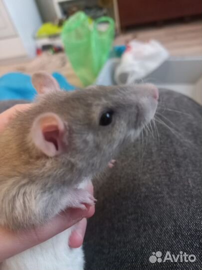 Крыса с клеткой