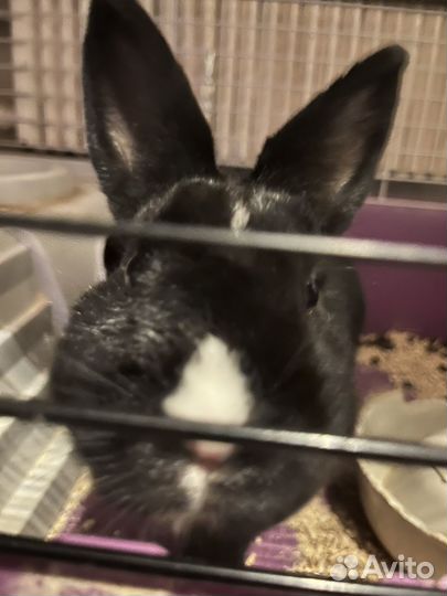 Декоративный кролик