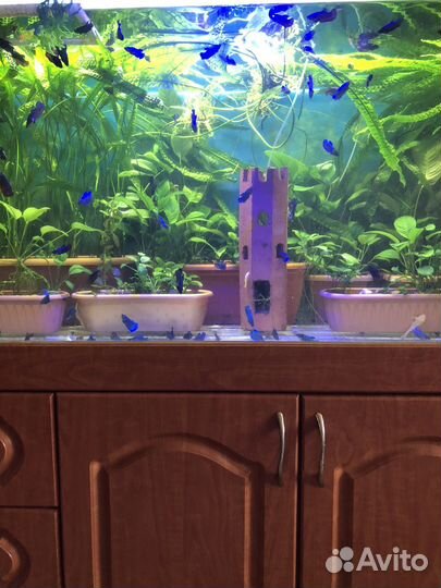 Аквариумная рыбка Петушок,Анциструсы,Расте