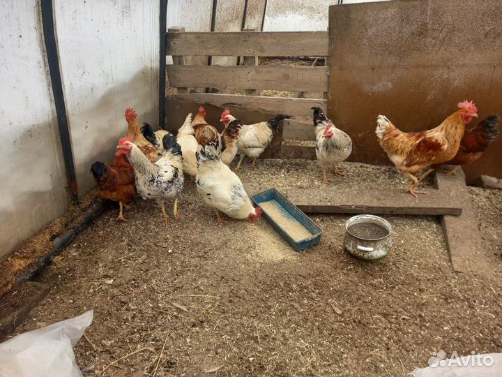 Петушки домашние