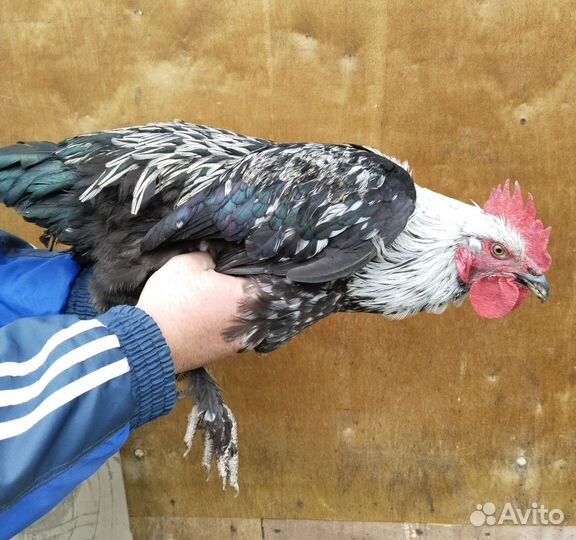 Петушки Маран