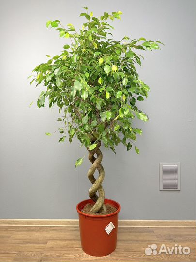 Фикус двойная спираль