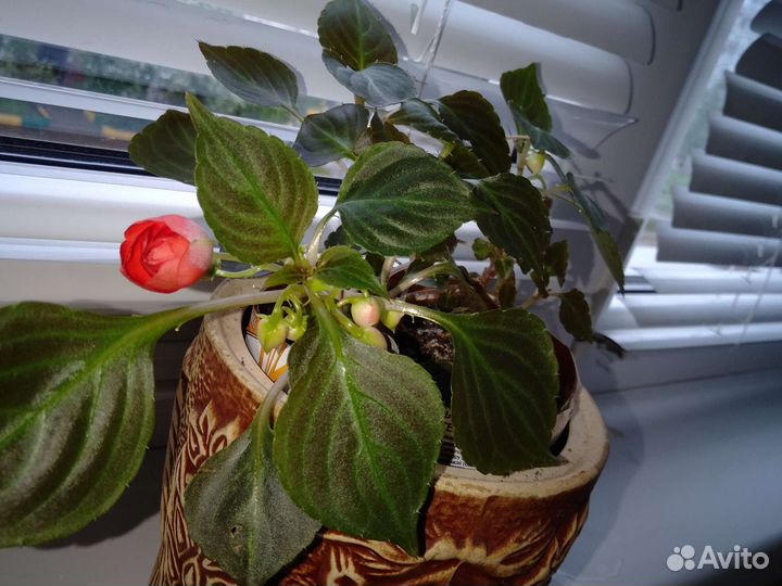 Бальзамин махровый