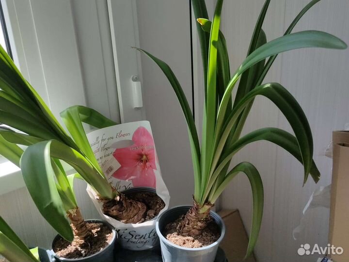 Гиппеаструм и амариллис миксы