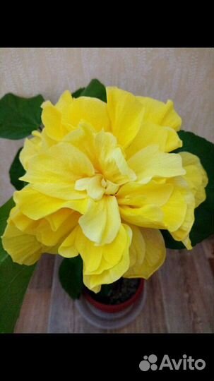 Гибискусы жёлтые 4 вида