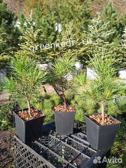 Саженцы Кедр Сибирский 20см зкс