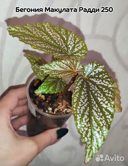Бегонии сортовые