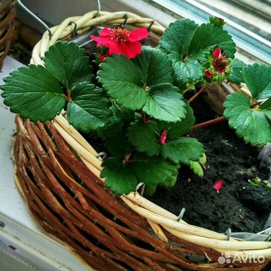 Земляника(клубника) Toscana rose Ремонтантная