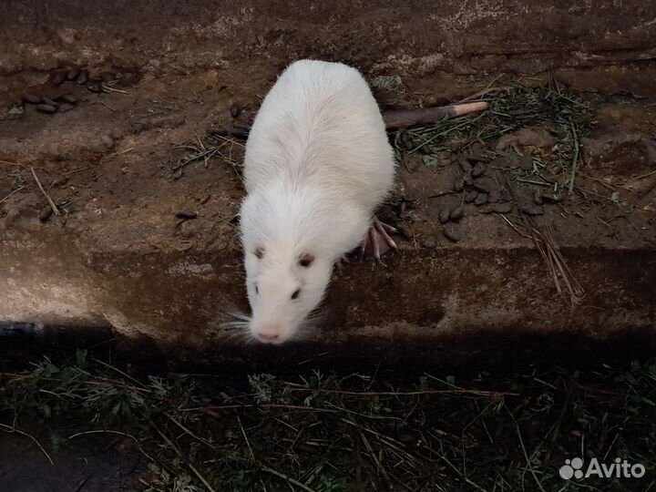 Нутрии и кролики