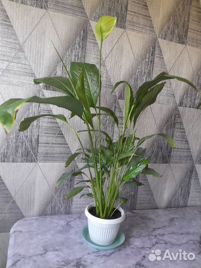 Спатифиллум