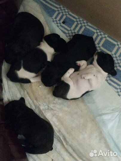 Собаки щенки