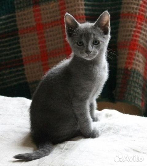 Туман -Котенок -полукровка с русской голубой-2 мес