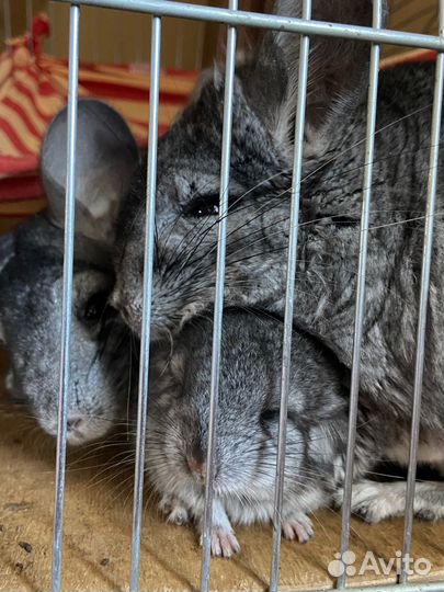 Шиншилла, открыта бронь