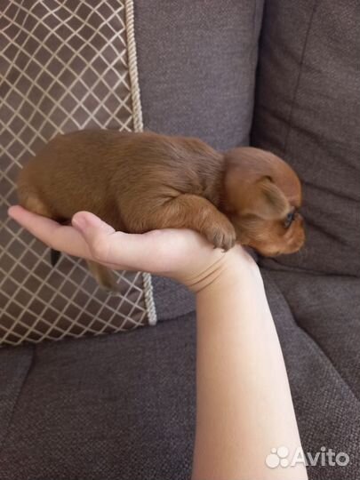 Маленькая собака