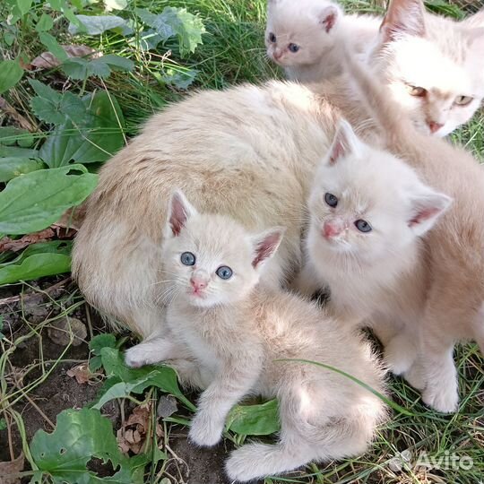 Котята в добрые руки