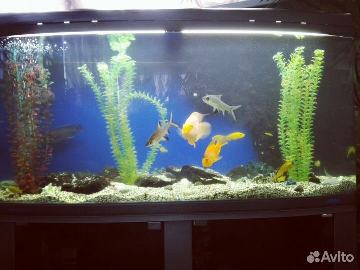 Обслуживание аквариумов