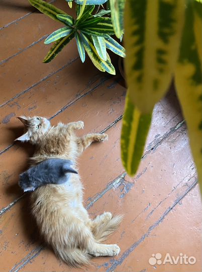 Кошечка, метис мейкун