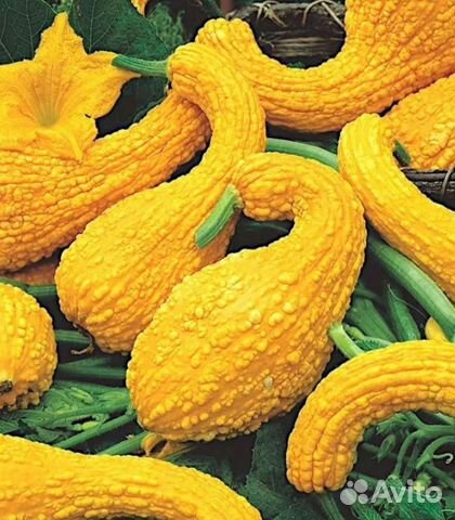 Томат Матрёшка семена