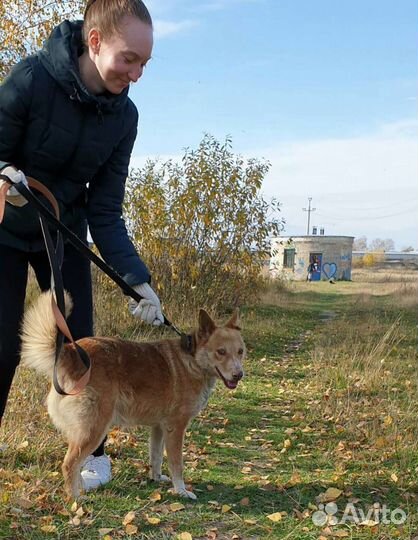 Солнышко приюта
